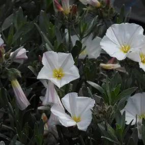 Silverbush Shrubby Bindweed Plants (Convolvulus cneorum) 2